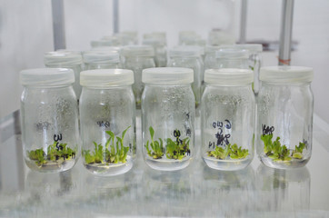  Banana Plant tissue culture. Banana meri plants.
