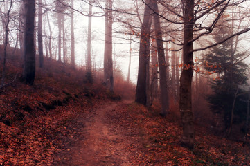 Droga w jesiennym zamglonym lesie w Beskidach - obrazy, fototapety, plakaty