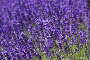 Fototapeta premium lavender flowers