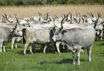 Gray cattles