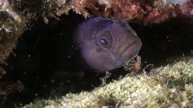 Rock goby: Portrait of goby, located in hole.
