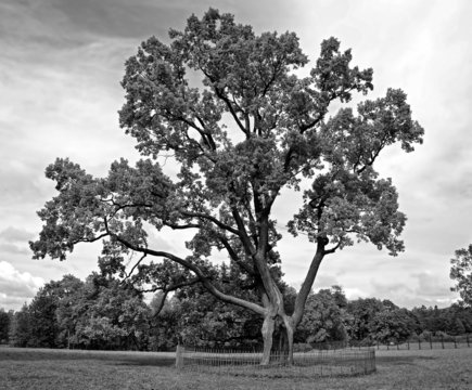 Big centuries-old oak on a glade. BW toned image