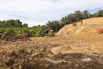 Deforestation in a tropical rainforest