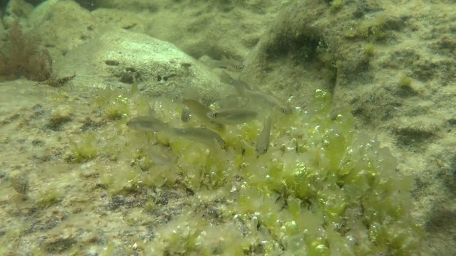 Golden grey mullet: The fry feed on the stone, wide shot.
