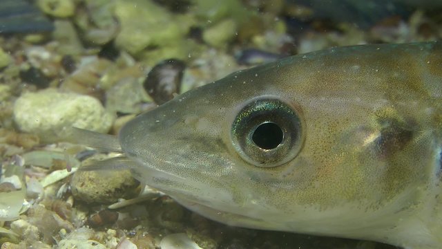 Whiting: Portrait with tail of eaten fish sticking of mouth
