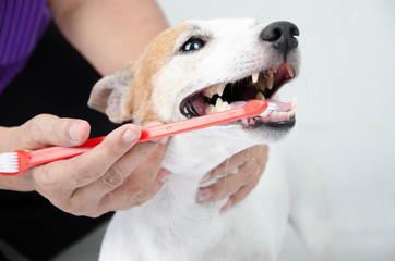 hand brushing dog's tooth for dental care - 83070516