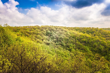 Fototapeta premium landscape the deciduous forest