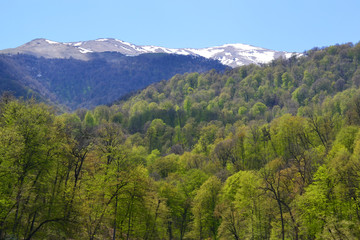 Fototapeta na wymiar Mountains and forest in the spring