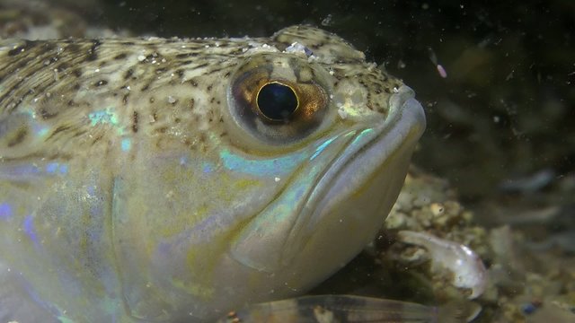 Greater weever  turns its eyes and opens its mouth, close-up.
