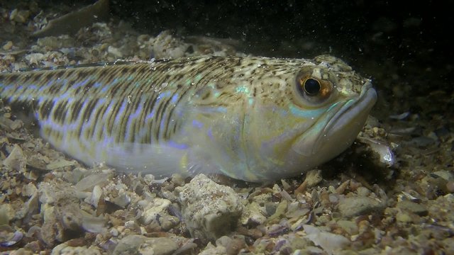 Greater weever (Trachinus draco) open mouth, close-up.
