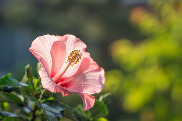 満開のハイビスカス
