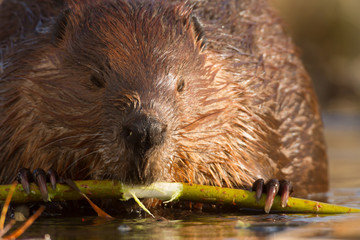 beaver