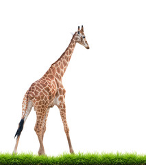 Obraz premium giraffe isolated