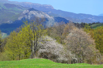 Mountains and forest in the spring