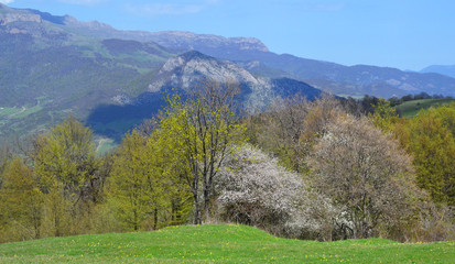 Mountains and forest in the spring