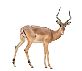 Foto op Plexiglas Antilope mannelijke impala geïsoleerd