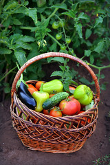 basket with vegetables