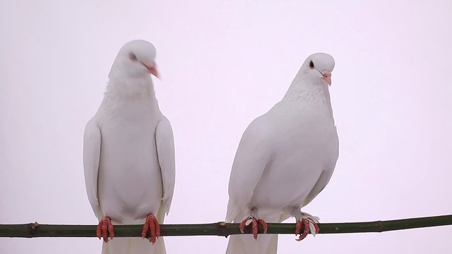 pigeons on white screen