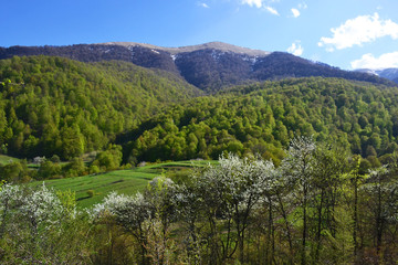 Mountains and forest in the spring