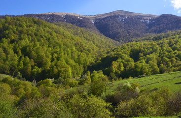Mountains and forest in the spring