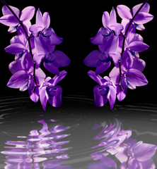 lilac flowers Orchid in water