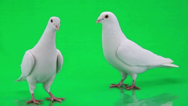 pigeons on green screen