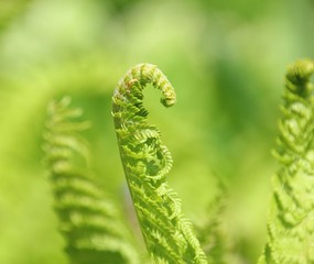 gesundheit aus der natur