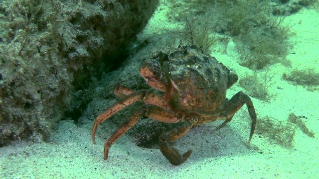 Shore crab walking on the sand, and then leaves the frame.
