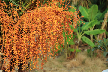 date tree plant