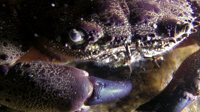 Warty crab (Eriphia verrucosa): close-up eyes and claws.

