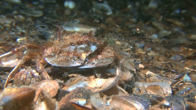 Swimming crab: overgrown with with algae, medium shot.
