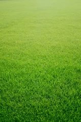 Gordijnen Gras © Kuzmick