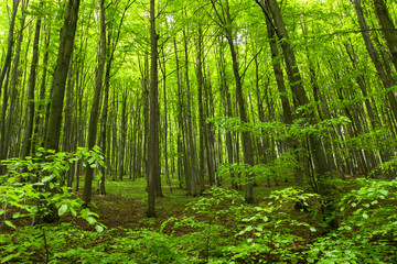 Fototapeta na wymiar Magical green forest in the spring 