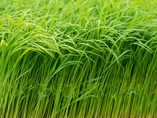 青々とした稲の苗