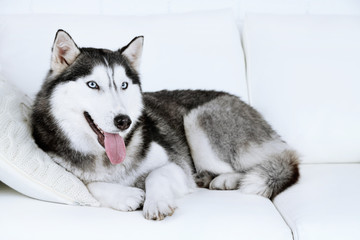 Beautiful cute husky lying on sofa in white room