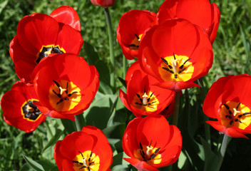 red tulips