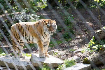 Tigre de Sibérie en captivité dans un zoo