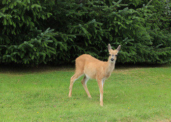 Biche se baladant dans les forêts canadiennes