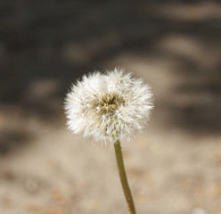 Dandelion in the wild