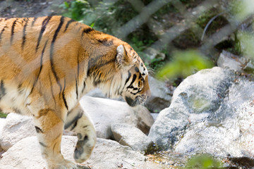 Tigre de Sibérie en captivité