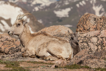 Bighorn Sheep Ewe and Lamb