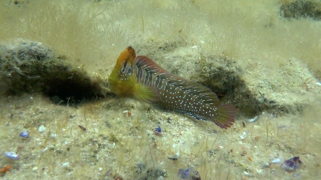 Peacock blenny: The male climbs into the hole, medium shot.
