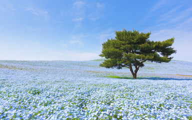 Naklejka premium Mountain, Tree and Nemophila in Japan
