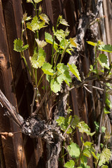 Weinstock mit frischen Trieben