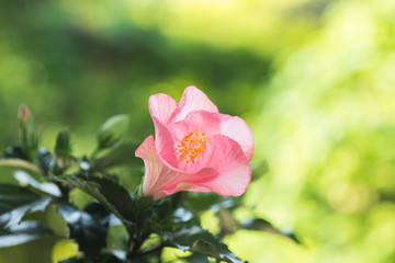 満開のハイビスカス
