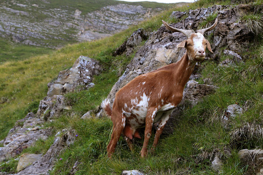 Ch&egrave;vre