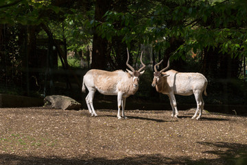 Addax