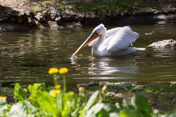 Pélican sur un étang