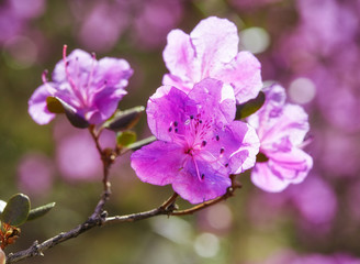 Fototapeta na wymiar Closeup shot of Rhododendron dauricum flowers