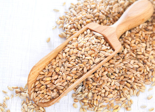 Full wooden scoop of Wheat Seeds on white wooden background
